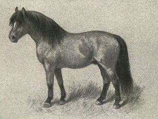 A classic image of an ideal Shetland pony, Nordisk familjebok(Swedish encyclopedia), circa 1904-1926.